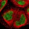 Forkhead Box J2 antibody, NBP1-83897, Novus Biologicals, Immunofluorescence image 