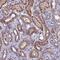 DMRT Like Family A1 antibody, PA5-60821, Invitrogen Antibodies, Immunohistochemistry paraffin image 
