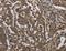 Golgin A2 antibody, LS-C405028, Lifespan Biosciences, Immunohistochemistry frozen image 