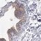 Membrane Palmitoylated Protein 5 antibody, NBP1-83716, Novus Biologicals, Immunohistochemistry frozen image 