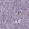 Janus Kinase 3 antibody, NBP2-49629, Novus Biologicals, Immunohistochemistry frozen image 