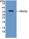 Microtubule Associated Protein 1B antibody, LS-C663284, Lifespan Biosciences, Western Blot image 