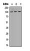 EPH Receptor A2 antibody, orb393276, Biorbyt, Western Blot image 