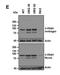 Ubiquilin 2 antibody, H00029978-M03, Novus Biologicals, Western Blot image 