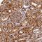 Aminopeptidase Like 1 antibody, NBP2-13668, Novus Biologicals, Immunohistochemistry paraffin image 