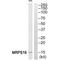 Mitochondrial Ribosomal Protein S16 antibody, A10488, Boster Biological Technology, Western Blot image 