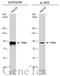 Villin 1 antibody, GTX133791, GeneTex, Western Blot image 