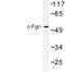 FGR Proto-Oncogene, Src Family Tyrosine Kinase antibody, AP06661PU-N, Origene, Western Blot image 