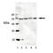 Interferon Induced With Helicase C Domain 1 antibody, LS-C343749, Lifespan Biosciences, Western Blot image 