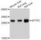 Surfactant Protein C antibody, abx126539, Abbexa, Western Blot image 
