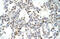 Distal-Less Homeobox 5 antibody, 27-728, ProSci, Immunohistochemistry frozen image 