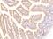 Succinyl-CoA:Glutarate-CoA Transferase antibody, 103670-T08, Sino Biological, Immunohistochemistry frozen image 