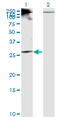 RPTOR Independent Companion Of MTOR Complex 2 antibody, LS-B6357, Lifespan Biosciences, Western Blot image 