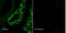 Sodium Channel Epithelial 1 Beta Subunit antibody, GTX41971, GeneTex, Immunocytochemistry image 