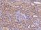 ClpB Homolog, Mitochondrial AAA ATPase Chaperonin antibody, 200695-T08, Sino Biological, Immunohistochemistry frozen image 