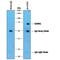 Sterile alpha and TIR motif-containing protein 1 antibody, AF7037, R&D Systems, Immunoprecipitation image 