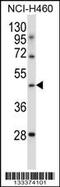 Transducin-like enhancer protein 6 antibody, 57-073, ProSci, Western Blot image 