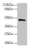 Protein Interacting With PRKCA 1 antibody, LS-C285648, Lifespan Biosciences, Western Blot image 