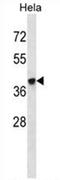 Vitamin D Receptor antibody, AP54505PU-N, Origene, Western Blot image 