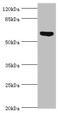 Anti-Mullerian Hormone antibody, orb243024, Biorbyt, Western Blot image 