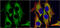 Hydroxysteroid 11-Beta Dehydrogenase 1 antibody, GTX104626, GeneTex, Immunofluorescence image 