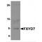 FXYD Domain Containing Ion Transport Regulator 7 antibody, MBS151176, MyBioSource, Western Blot image 