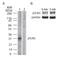 Toll Like Receptor 3 antibody, TA337079, Origene, Western Blot image 