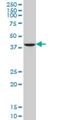 Growth Differentiation Factor 11 antibody, H00010220-M07, Novus Biologicals, Western Blot image 