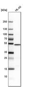 Nucleobindin 2 antibody, PA5-52551, Invitrogen Antibodies, Western Blot image 