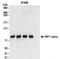 HNF1 Homeobox A antibody, NBP2-32124, Novus Biologicals, Western Blot image 