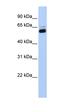 Retinoid X Receptor Alpha antibody, orb330426, Biorbyt, Western Blot image 