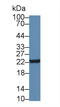 Neurotensin antibody, LS-C295605, Lifespan Biosciences, Western Blot image 