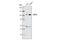 Dihydropyrimidine Dehydrogenase antibody, 4654S, Cell Signaling Technology, Western Blot image 