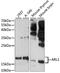 ADP Ribosylation Factor Like GTPase 1 antibody, A03733, Boster Biological Technology, Western Blot image 