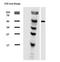 Tubulin antibody, NB500-333, Novus Biologicals, Western Blot image 