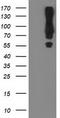 Mahogunin Ring Finger 1 antibody, LS-C172839, Lifespan Biosciences, Western Blot image 