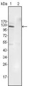 EPH receptor B4 antibody, NBP1-47381, Novus Biologicals, Western Blot image 