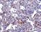 Transmembrane Channel Like 6 antibody, A07322, Boster Biological Technology, Immunohistochemistry frozen image 