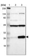 Ribosomal Protein L14 antibody, PA5-52058, Invitrogen Antibodies, Western Blot image 