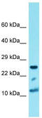 Histone Cluster 4 H4 antibody, TA337345, Origene, Western Blot image 