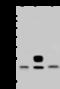 Mucin 1, Cell Surface Associated antibody, 12123-T52, Sino Biological, Western Blot image 