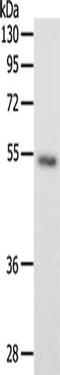 Secretogranin III antibody, CSB-PA970317, Cusabio, Western Blot image 