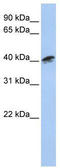 Alpha-centractin antibody, TA344351, Origene, Western Blot image 