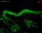 Heat Shock Protein 90 Alpha Family Class B Member 1 antibody, M01692-3, Boster Biological Technology, Immunohistochemistry paraffin image 