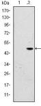 Bromodomain PHD Finger Transcription Factor antibody, AM06615SU-N, Origene, Western Blot image 