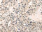 Mediator Complex Subunit 28 antibody, CSB-PA922141, Cusabio, Immunohistochemistry paraffin image 