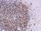 Casein Kinase 2 Alpha 1 antibody, NBP2-15909, Novus Biologicals, Immunohistochemistry frozen image 