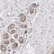 POLG antibody, NBP1-83431, Novus Biologicals, Immunohistochemistry frozen image 
