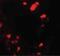 UbiA Prenyltransferase Domain Containing 1 antibody, PA5-38035, Invitrogen Antibodies, Immunofluorescence image 