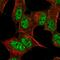 Proline Rich Transmembrane Protein 4 antibody, HPA046373, Atlas Antibodies, Immunofluorescence image 